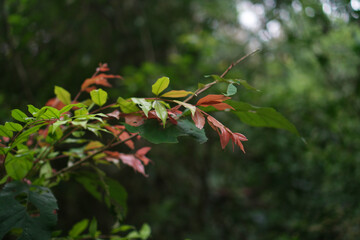 Dense Green Vegetation of the Misiones Rainforest