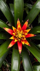 Obraz premium Vibrant, star-shaped flower with orange-red petals surrounded by dark green leaves