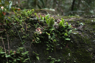 Closeup of Moss and Lichen on a Tree in the Misiones Jungle