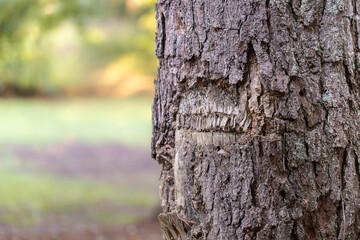 Tree Bark Close-Up