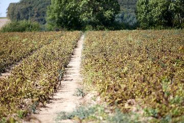 Dried-out plants in a potato field, signs of climate change