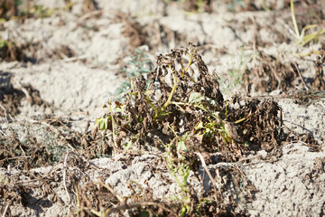 Dried-out plants in a potato field, signs of climate change