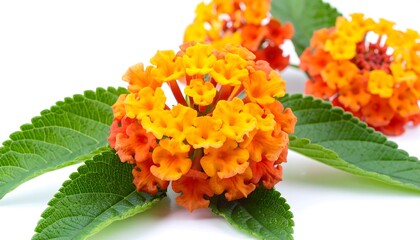 Vibrant clusters of orange and yellow lantana flowers with lush green leaves, displayed against a bright white background, showcasing the intricate details of the blossoms.