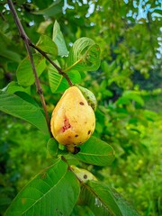 "Ripe yellow guava hanging from a branch amidst fresh green leaves."