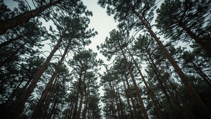 Obraz premium Tall pine trees reaching towards a light gray sky in a dense forest.
