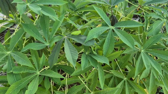 Close-up texture fresh cassava leaves in the garden