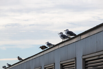 seagulls perching on the warehouse roof