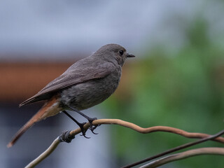 female house sparrow passer domesticus