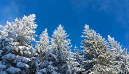 frost covered evergreen trees against a bright blue sky