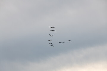 flock of cormorants flying in the overcast sky