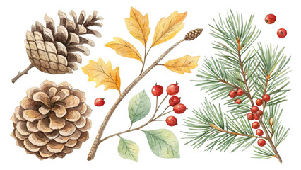Watercolor pinecone cluster with branches and winter berries. Transparent background.