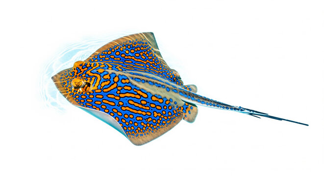 Beautiful blue-spotted stingray swimming gracefully in water, isolated transparent background.