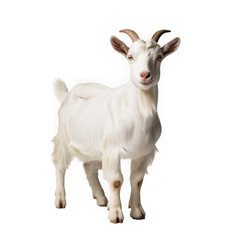 Fototapeta premium White Fluffy Goat Standing White Background png
