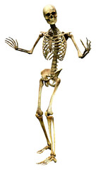 3D Rendering Human Skeleton on White