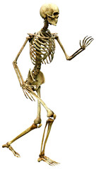 3D Rendering Human Skeleton on White