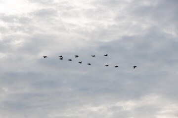 flock of cormorants flying against the overcast sky