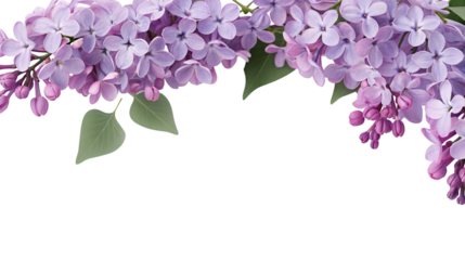 Beautiful lilac flowers and fresh green leaves isolated on a black background for floral decoration