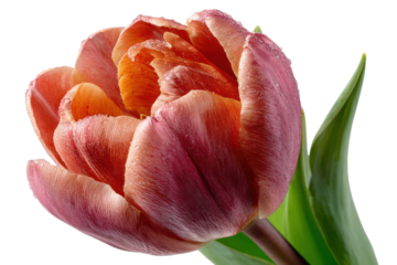 Radiant tulip bloom Vibrant petals intricate details dew drops floral beauty spring garden close up
