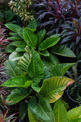 Various many color of tropical rainforest indoor plant