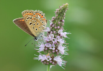 Small butterfly on flower