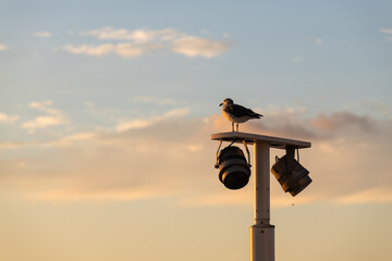 segull perching on the street light at the seaside in dusk