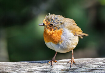 Bedragled Robin Red Breast