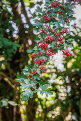Red Berries on Hawthorn Branch