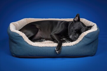 Elderly female mixed breed dog resting peacefully in a cozy bed against a blue backdrop