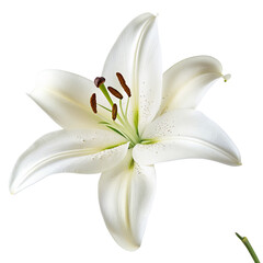 Fototapeta premium Beautiful white lily flower in bloom isolated on black background with green stem and dark stamens