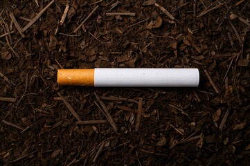 Heart-shaped arrangement of cigarettes on dried tobacco leaves symbolizing health risks and disease