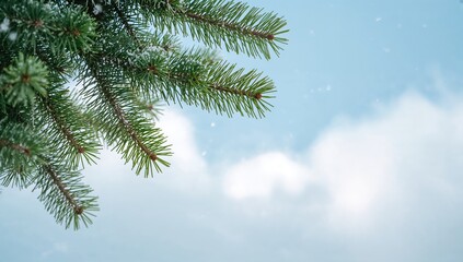 Obraz premium Sky backdrop featuring Christmas tree branches