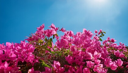vibrant pink bougainvillea flowers blooming against a clear blue sky pink flowers