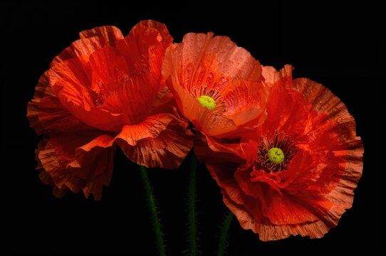 Close-up shot of a vivid group of orange and red flowers with intricate, frilled petals and bright yellow centers on a dark backdrop - Powered by Adobe
