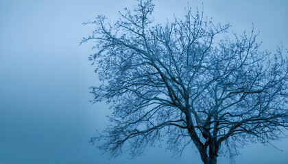 Tree without leaves under a blue tint