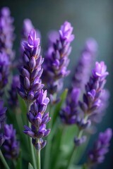 Naklejka premium Close-up of a bouquet of lavender, its purple blooms softly releasing a calming, mellow aroma The image evokes serenity and relaxation , gentle, wellness, organic