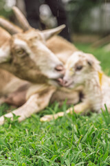 Goat nuzzles newborn kid after birth in rural field, soft focus allows space for text