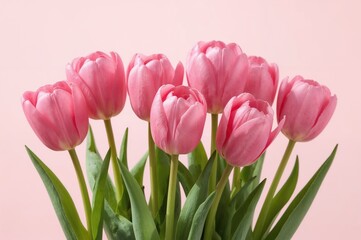 Fototapeta premium Cluster of graceful pink tulips in spring bloom. Greeting card idea.