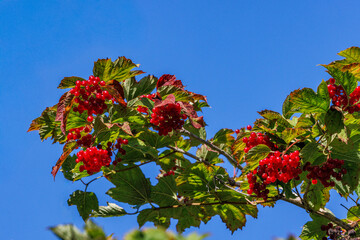 Bright Red Elderberries on branch with blue sky.