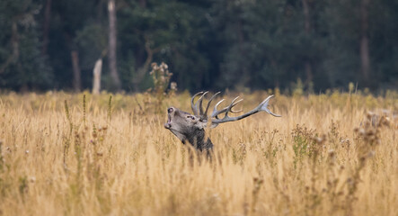 Red deer roaring in meadow