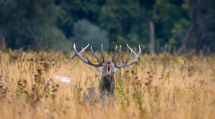 Red deer roaring in front of camera at meadow during rut season
