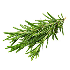Fototapeta premium Fresh rosemary sprigs in a studio shot Perfect for culinary enthusiasts Herb with needle - like leaves rich in flavor Aromatherapy