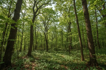 Fototapeta premium Open area for your decoration with forest backdrop, abstract texture and design, summer nature theme featuring wood, kitchen elements, trees, and spring vibes