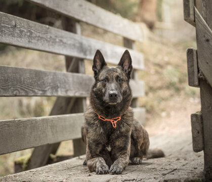 dutch shepherd laying on a bridge
