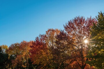 Autumn Leaves Display During the Fall Season