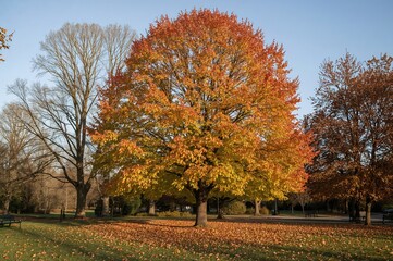 Daytime view of colorful fall leaves on trees, natural scenery, sunlight, seasonal landscape, digital wallpaper, outdoor park, tree photography
