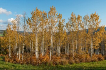 Fototapeta premium Fall woodland with birch trees