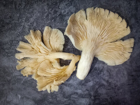 Close up view of fresh big raw Jamur tiram putih or White Oyster mushrooms on isolated white background with gills textures. Healthy food vegetable for health daily consume for diet
