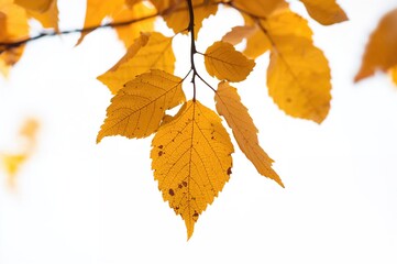 Fototapeta premium Isolated birch leaves in fall on a white backdrop