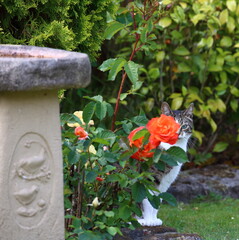 I see you Lurking.  Domestic Cat ready and waiting by a birdbath.