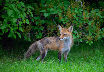 A red fox vixen standing waiting for her kits in autumn.
